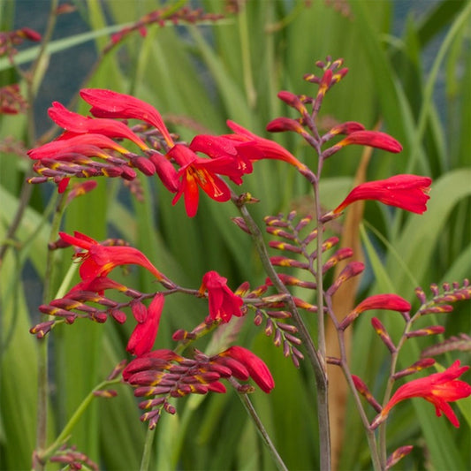 Montbretia d'Emberglow