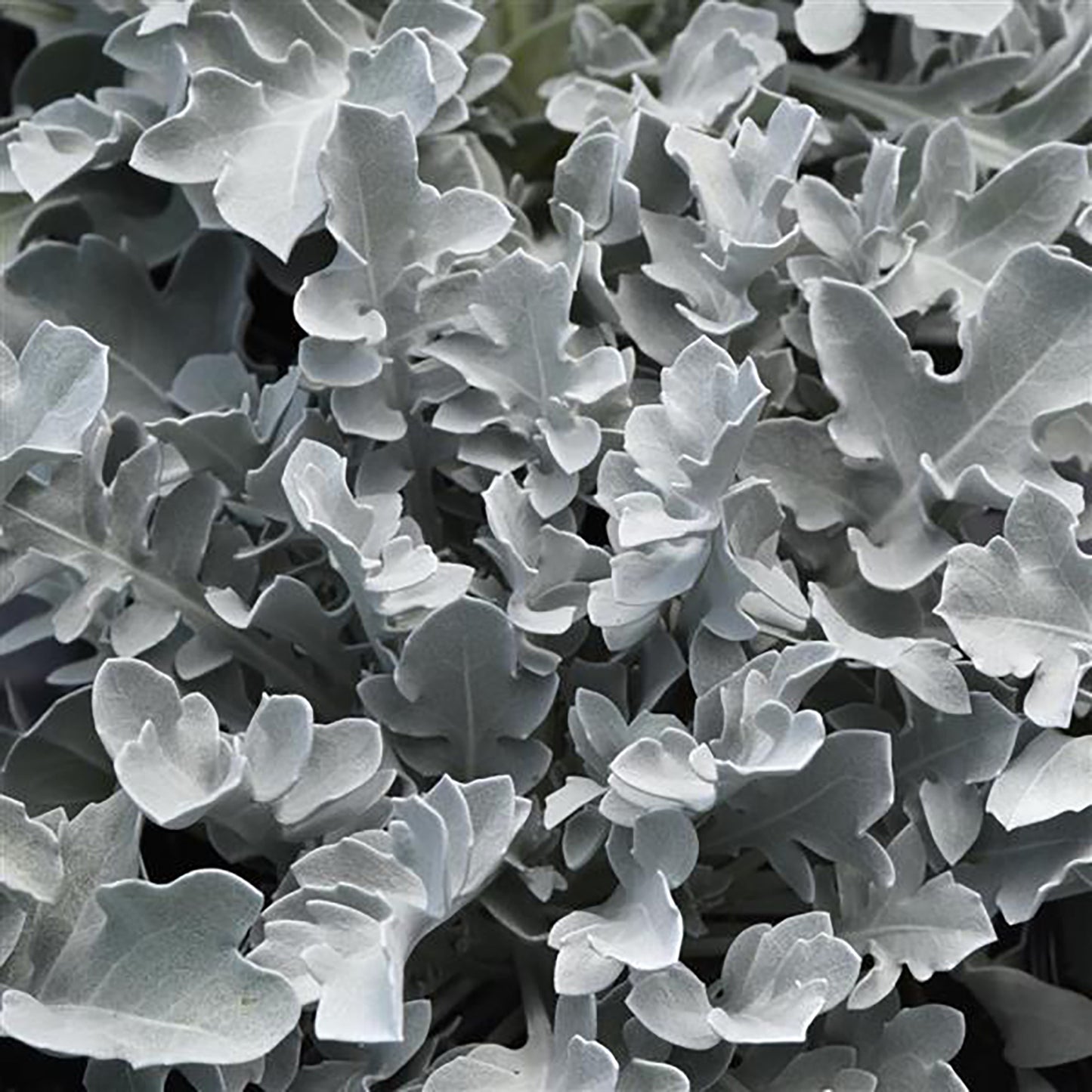 Silver Swirl Dusty Miller