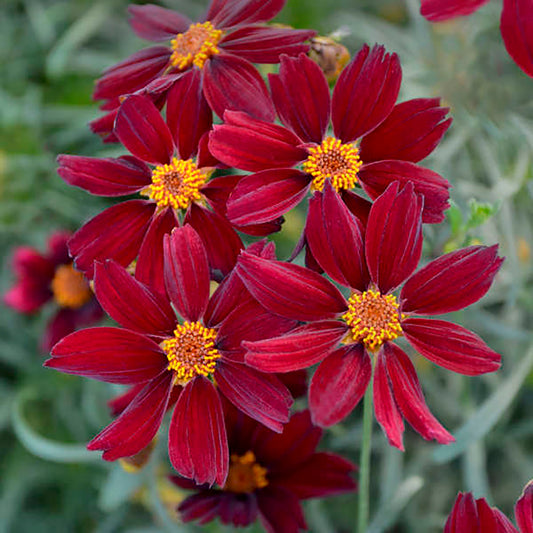 Red Satin Threadleaf Coreopsis