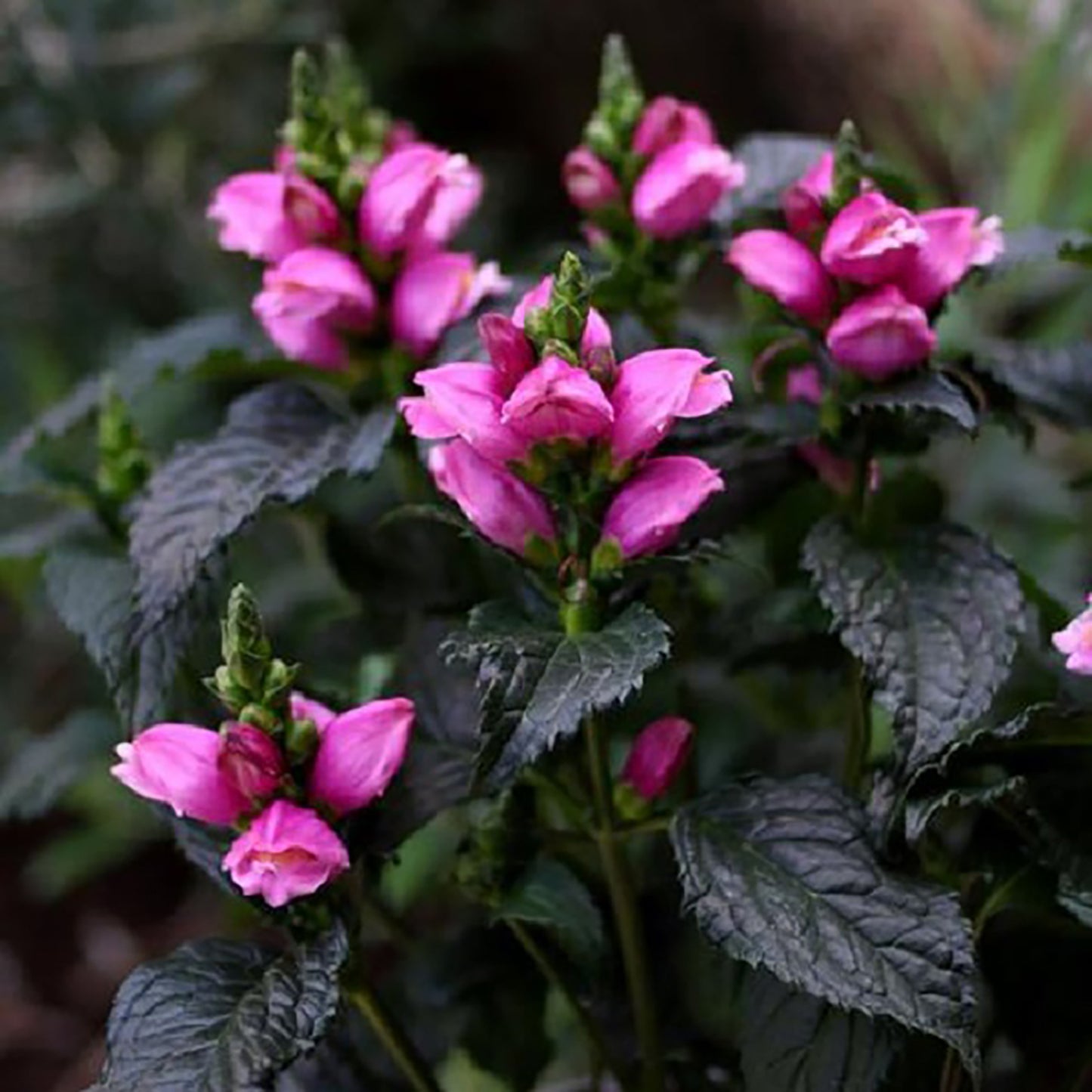 Tiny Tortuga Turtlehead