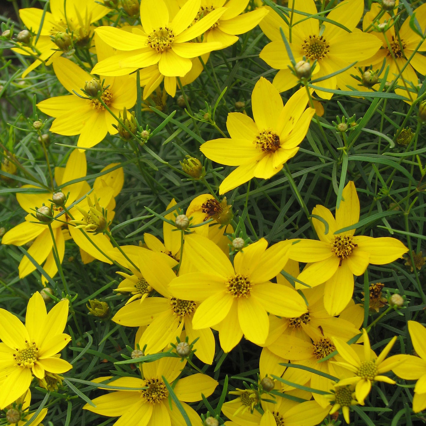 Zagreb Threadleaf Coreopsis