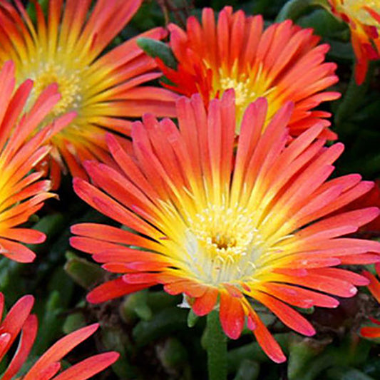 Fire 2.0 Ice Plant