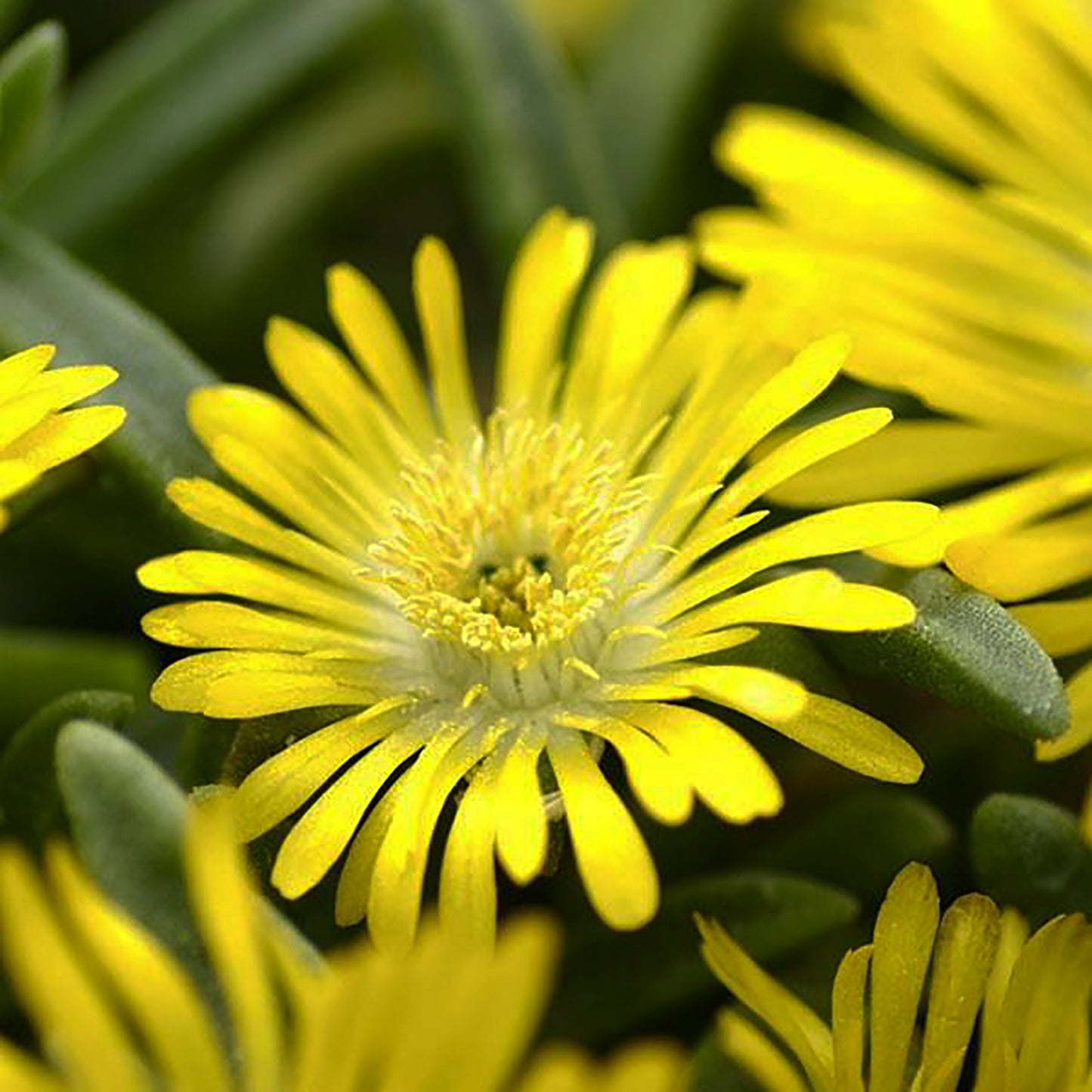 Golden Wonder Ice Plant 1 Gallon / 1 Plant