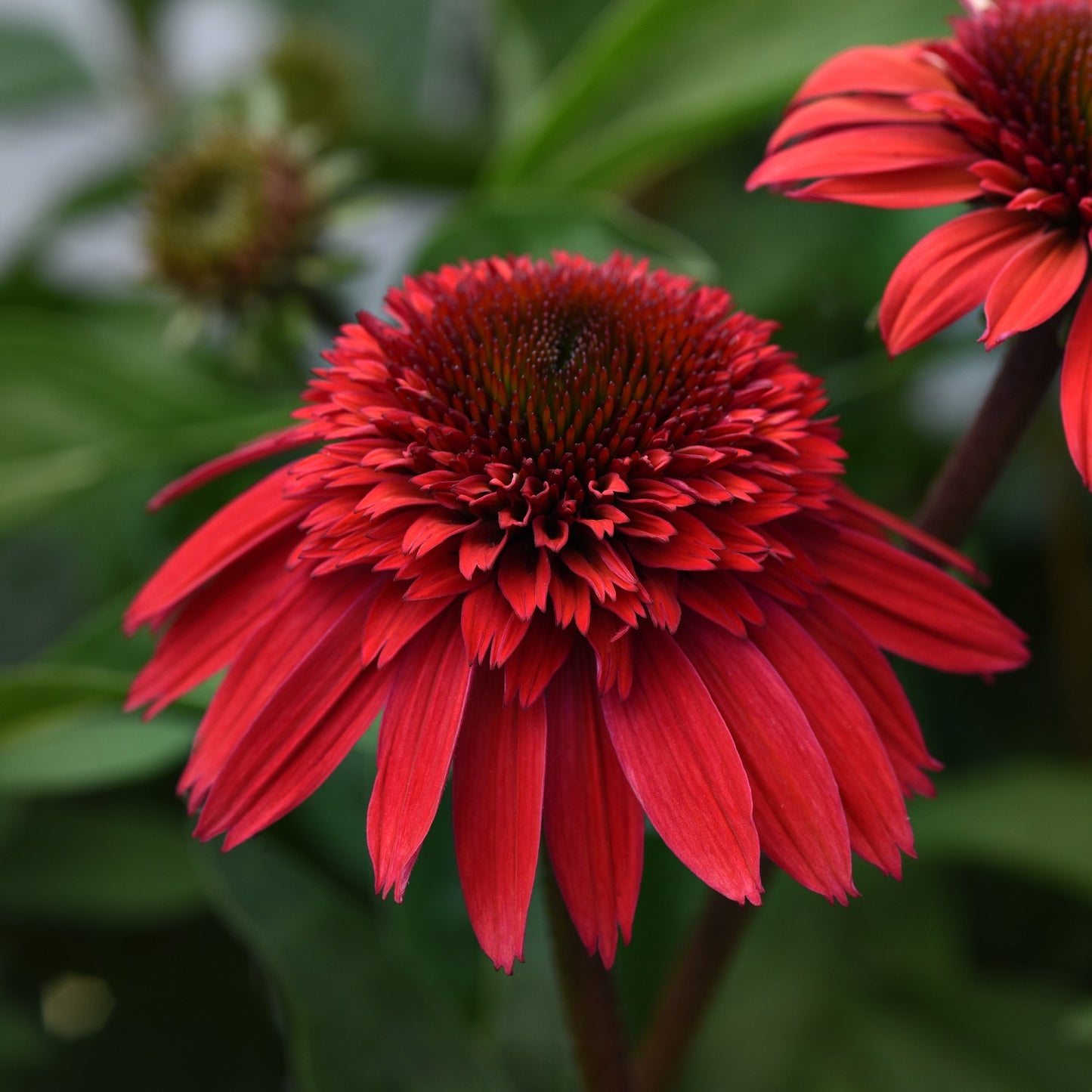 Strawberry Deluxe Double Scoop Coneflower