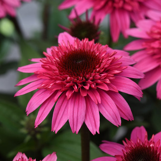 Watermelon Deluxe Double Scoop Coneflower