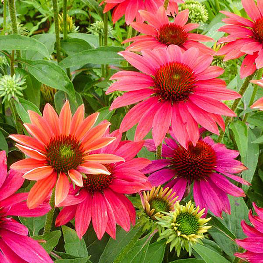 Tres Amigos Sombrero Coneflower