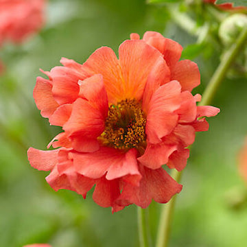 Coral Tempest Avens