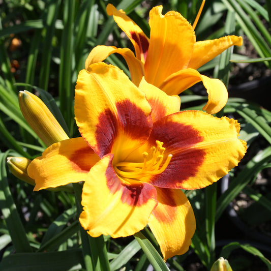 Black Eyed Susan Daylily