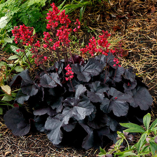 Black Forest Cake Coral Bells