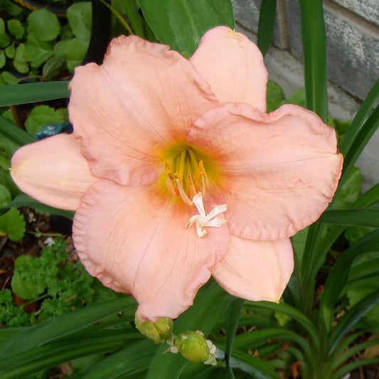 On and On Daylily 1 Gallon / 1 Plant