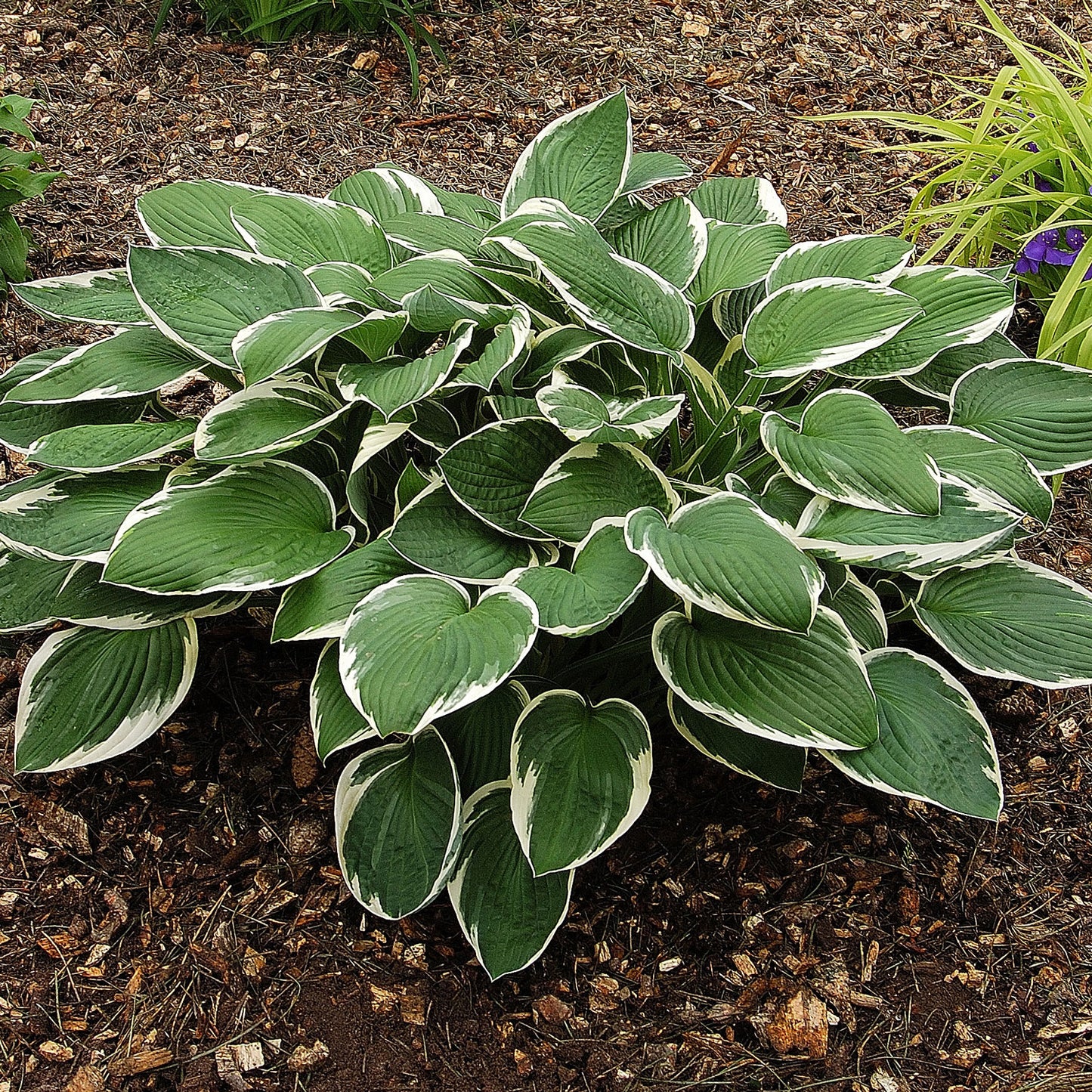 Hosta Francee