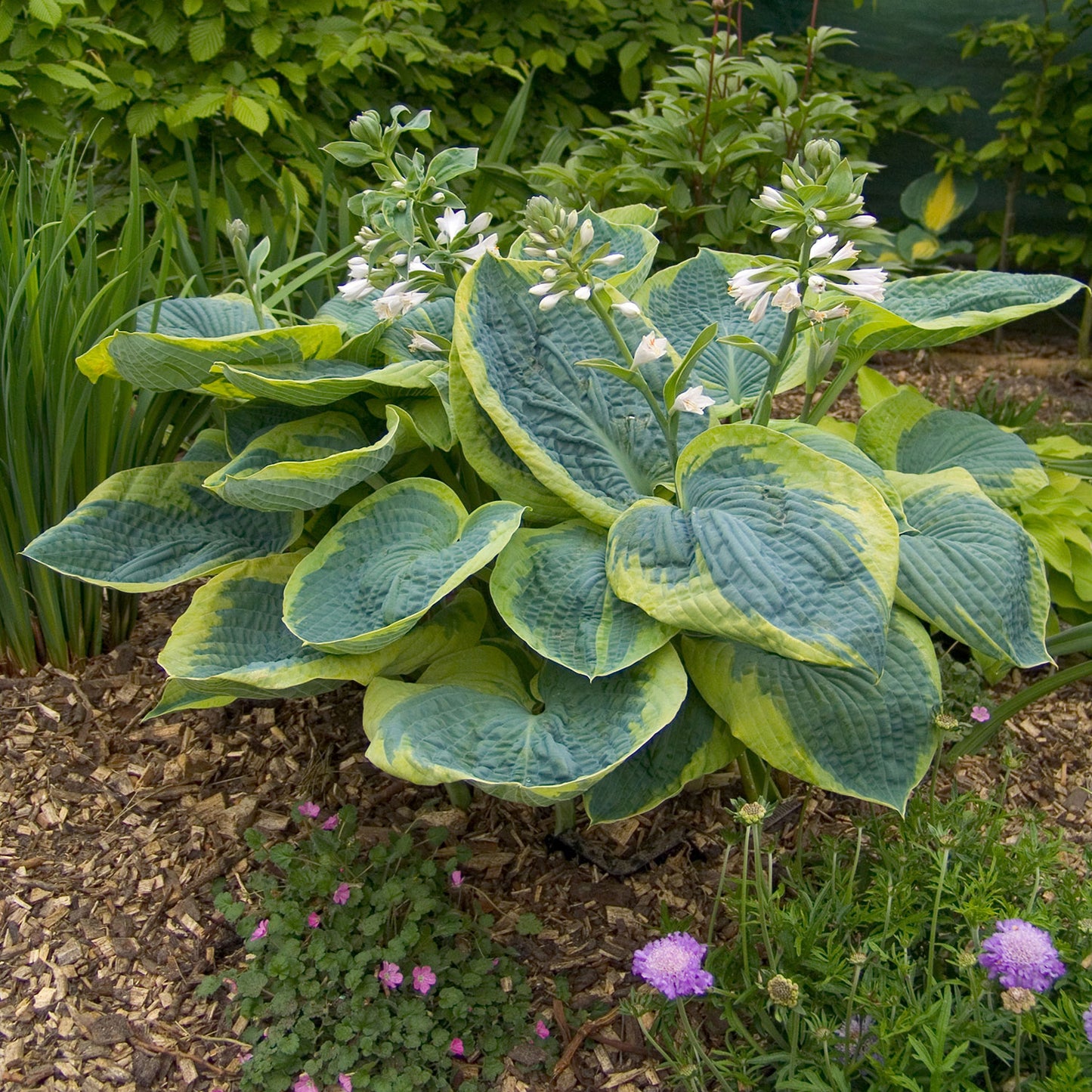 Frances Williams Hosta