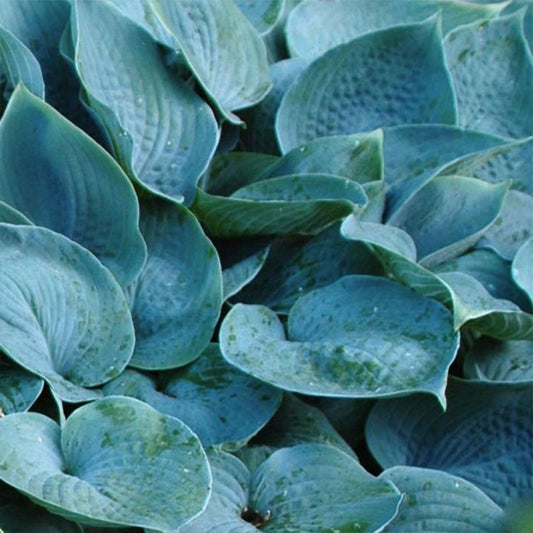 Hadspen Blue Hosta