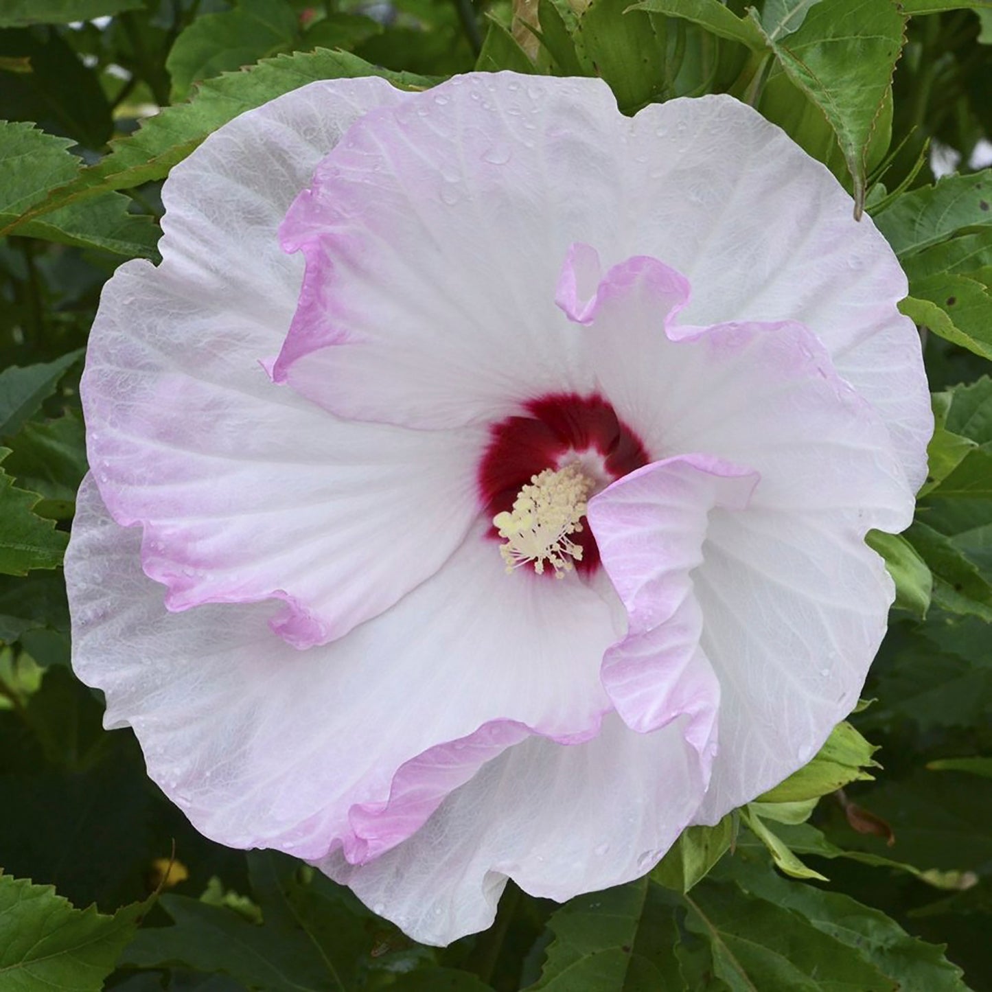 Ballet Slippers Rose Mallow 2 Gallon / 1 Plant