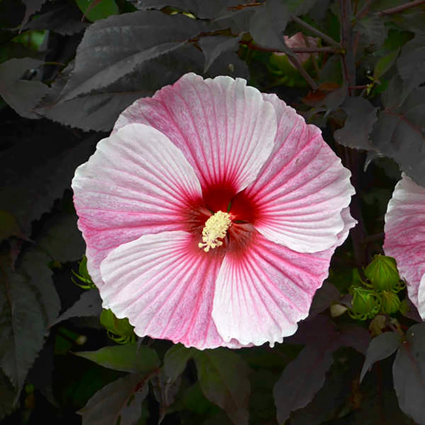 Starry Starry Night Rose Mallow 2 Gallon / 1 Plant