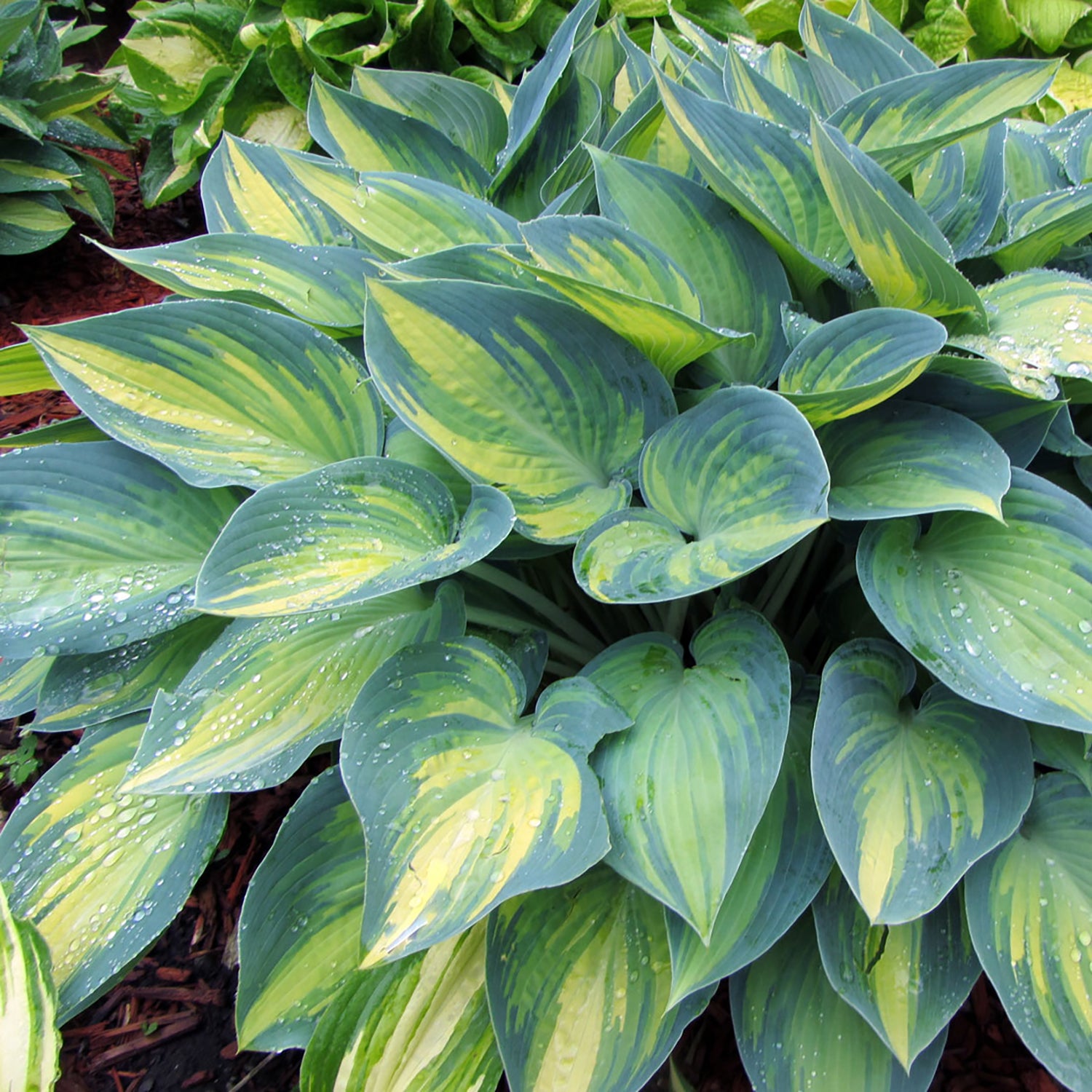 Hosta de juin