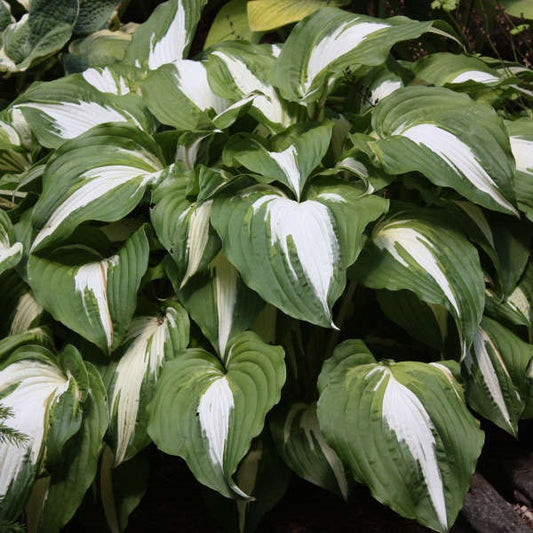 Night Before Christmas Hosta