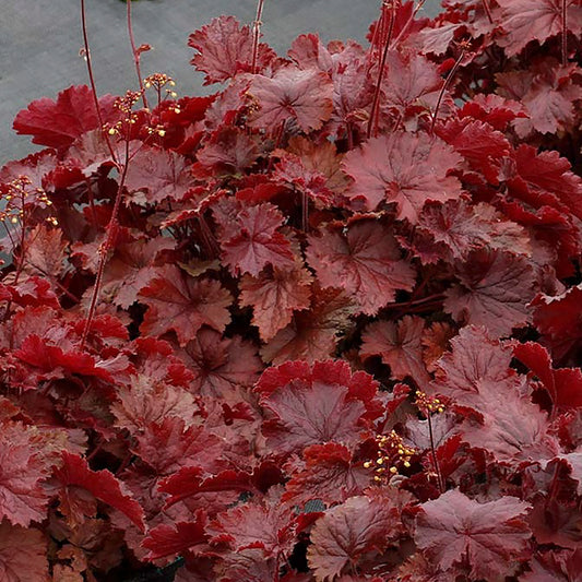 Clochettes de corail rouge exposées au nord