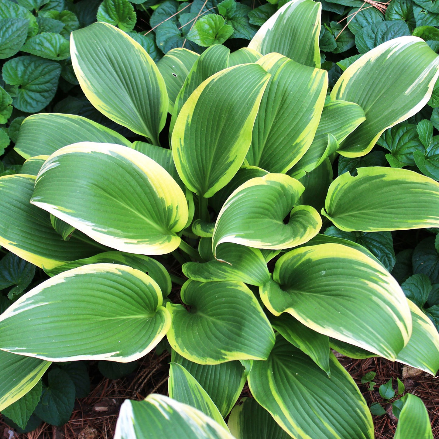 Aureomarginata Fortune's Hosta