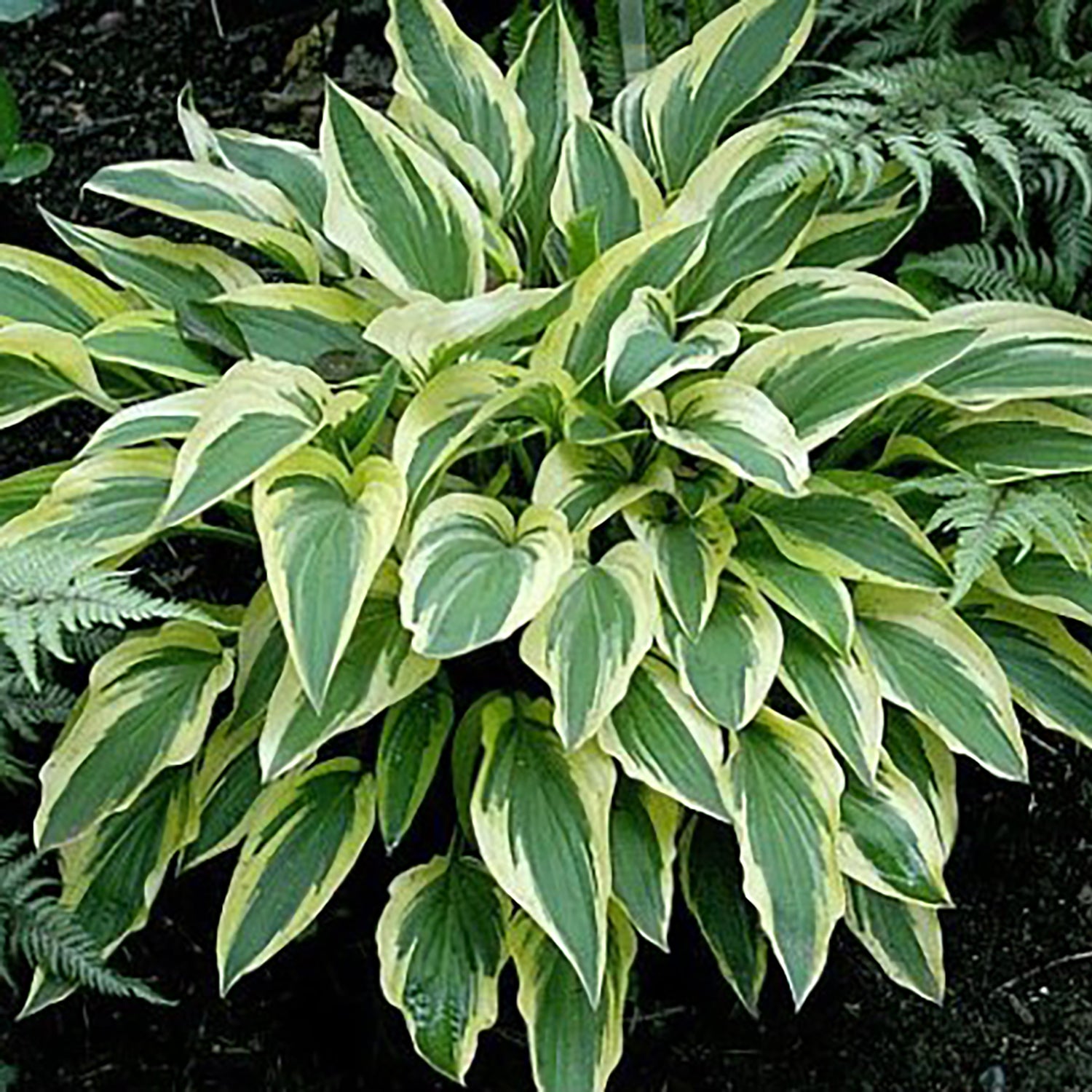 Hosta libellule du lac