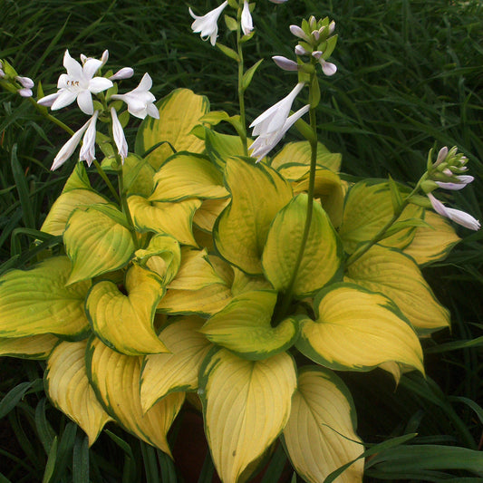 Hosta en vitrail