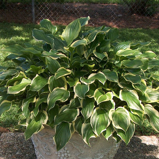 So Sweet Hosta