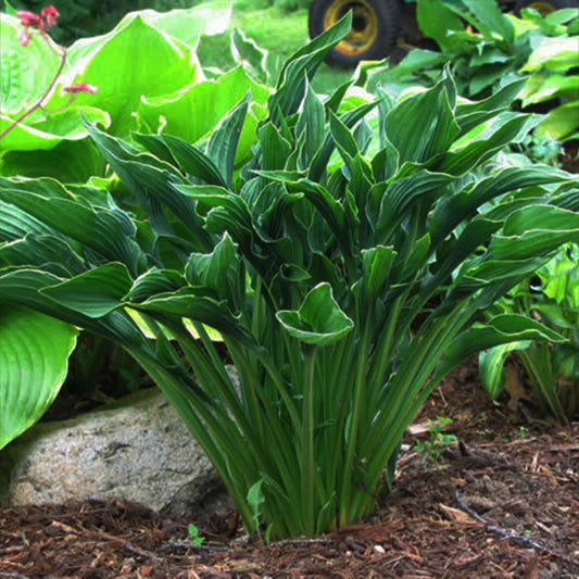 Praying Hands Plantain Lily 1 Gallon / 1 Plant
