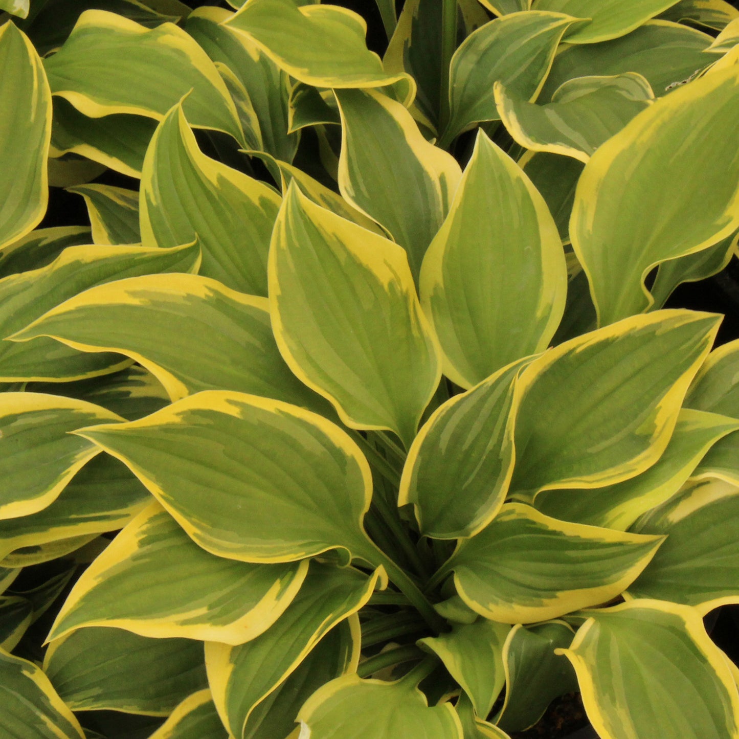 Pilgrim Hosta