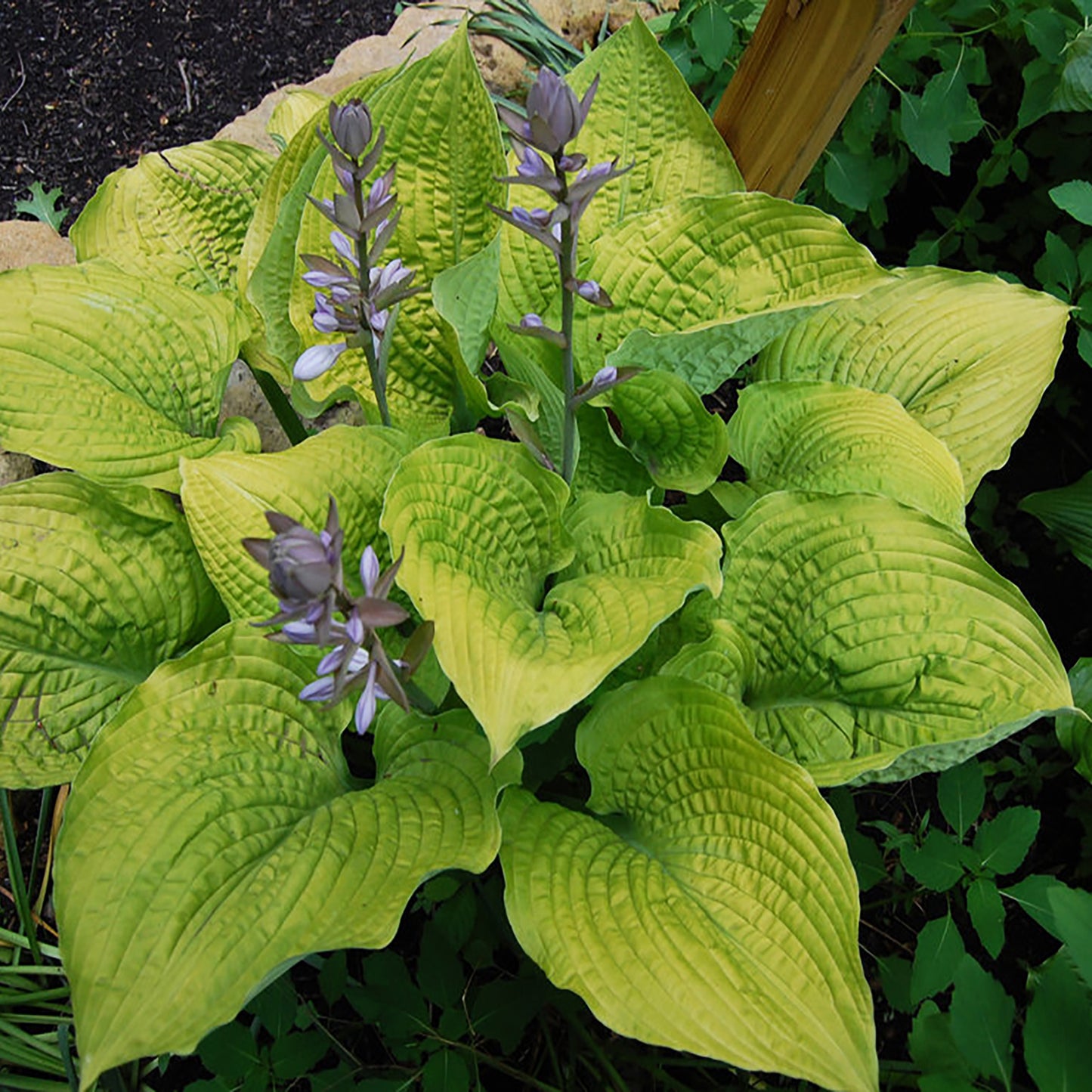 Coast to Coast Plantain Lily 1 Gallon / 1 Plant