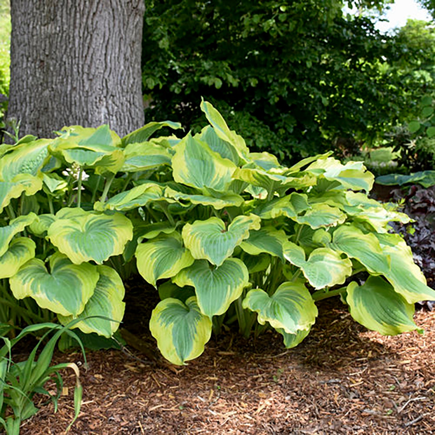 Seducer Plantain Lily 1 Gallon / 1 Plant