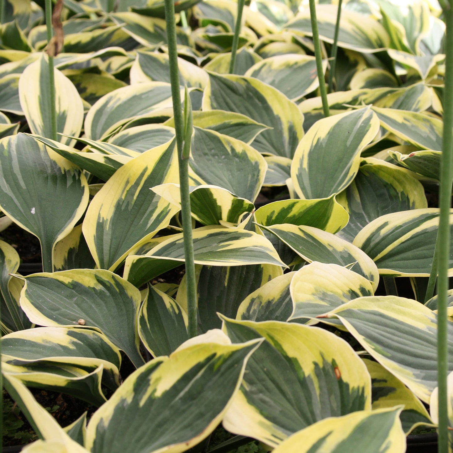 Twilight Hosta