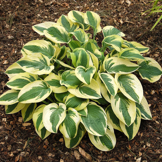 Hosta à larges bords