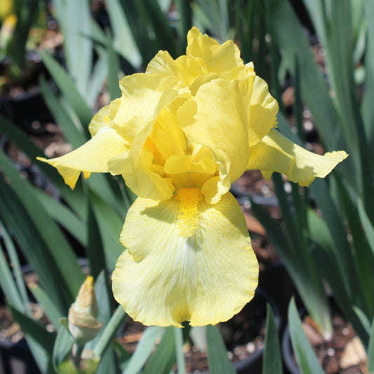 Iris barbu de la récolte des souvenirs