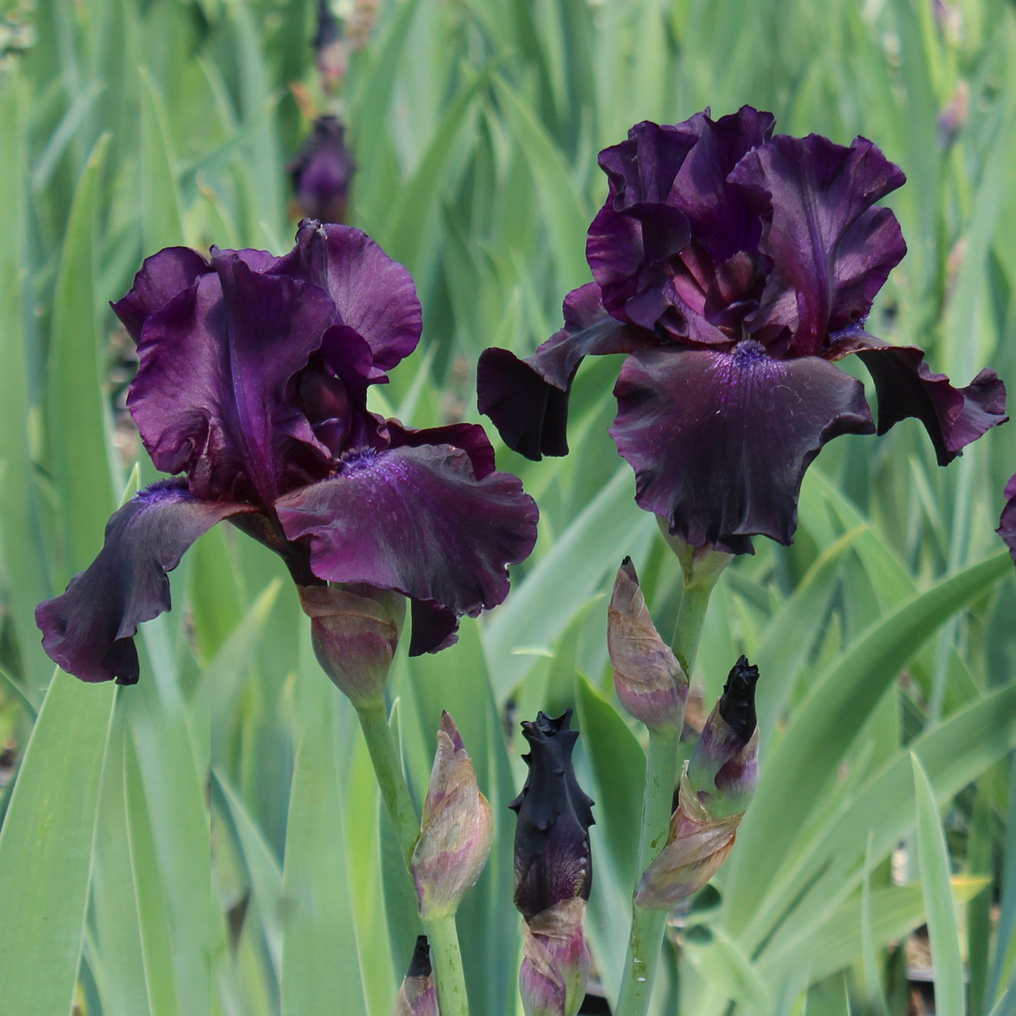 Superstition Tall Bearded Iris 1 Gallon / 1 Plant