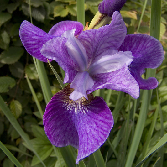 Caesar's Brothers Siberian Iris 1 Gallon / 1 Plant