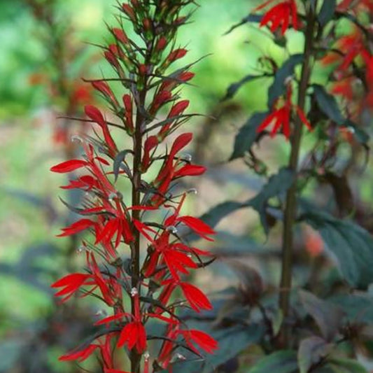 Black Truffle Cardinal Flower 1 Gallon / 1 Plant