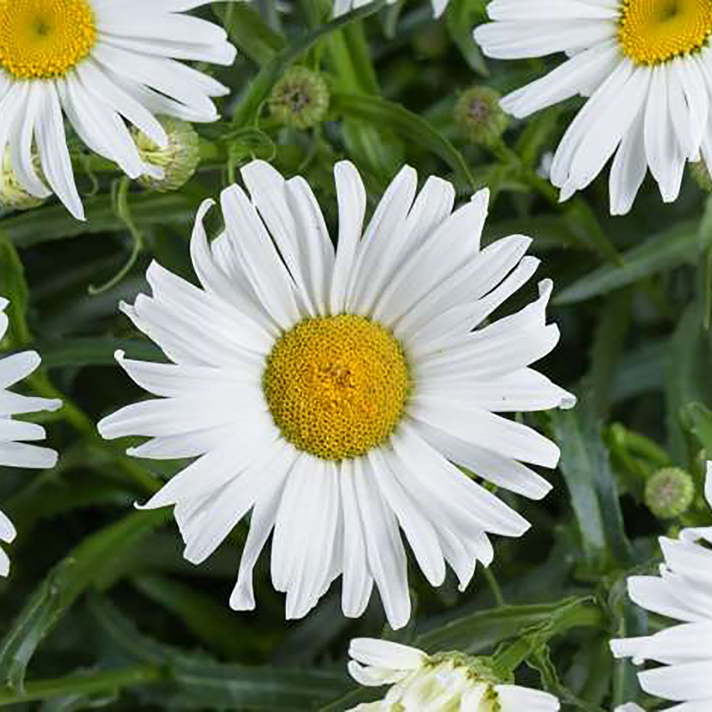 Lucille Grace Shasta Daisy