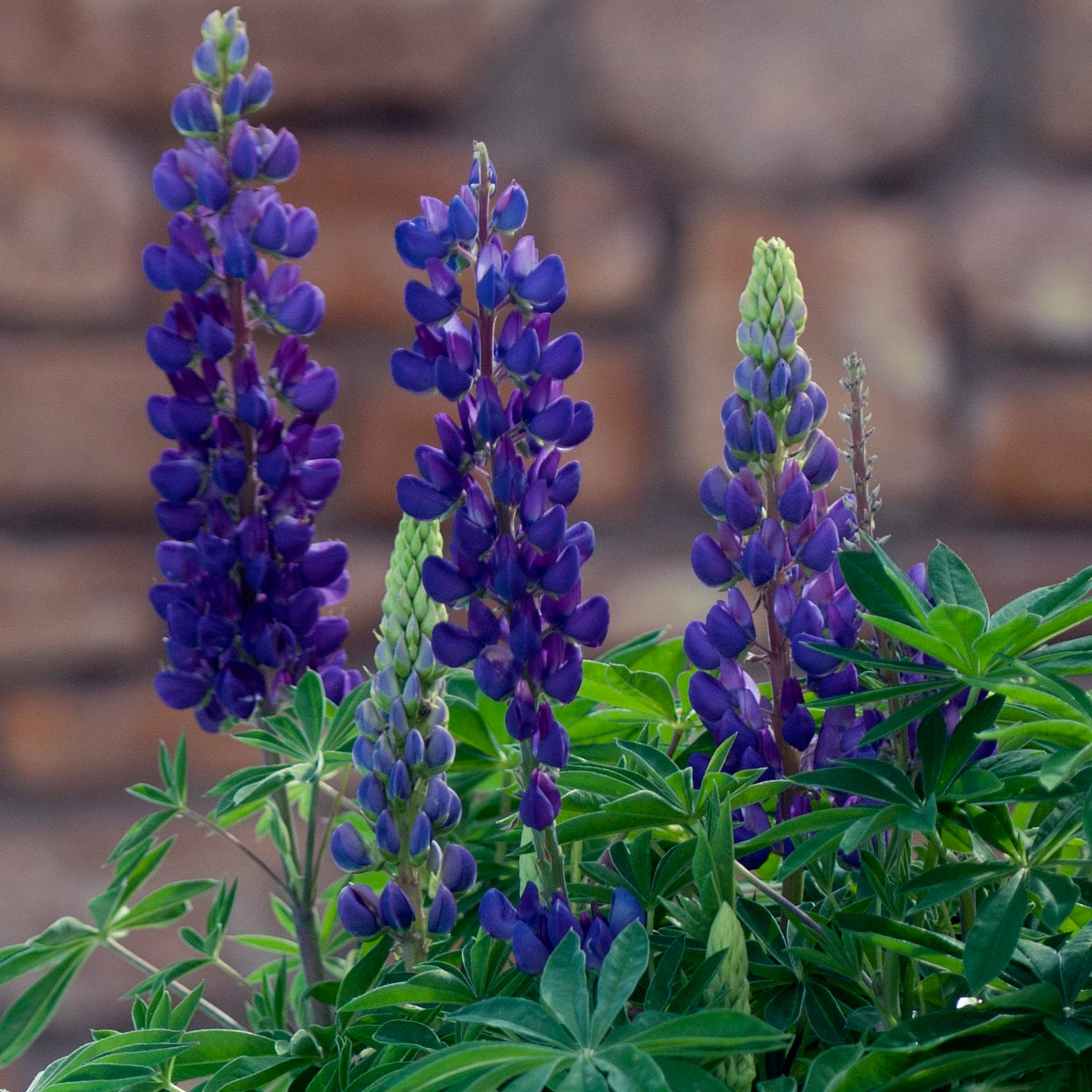 Blue Lupine 1 Gallon / 1 Plant