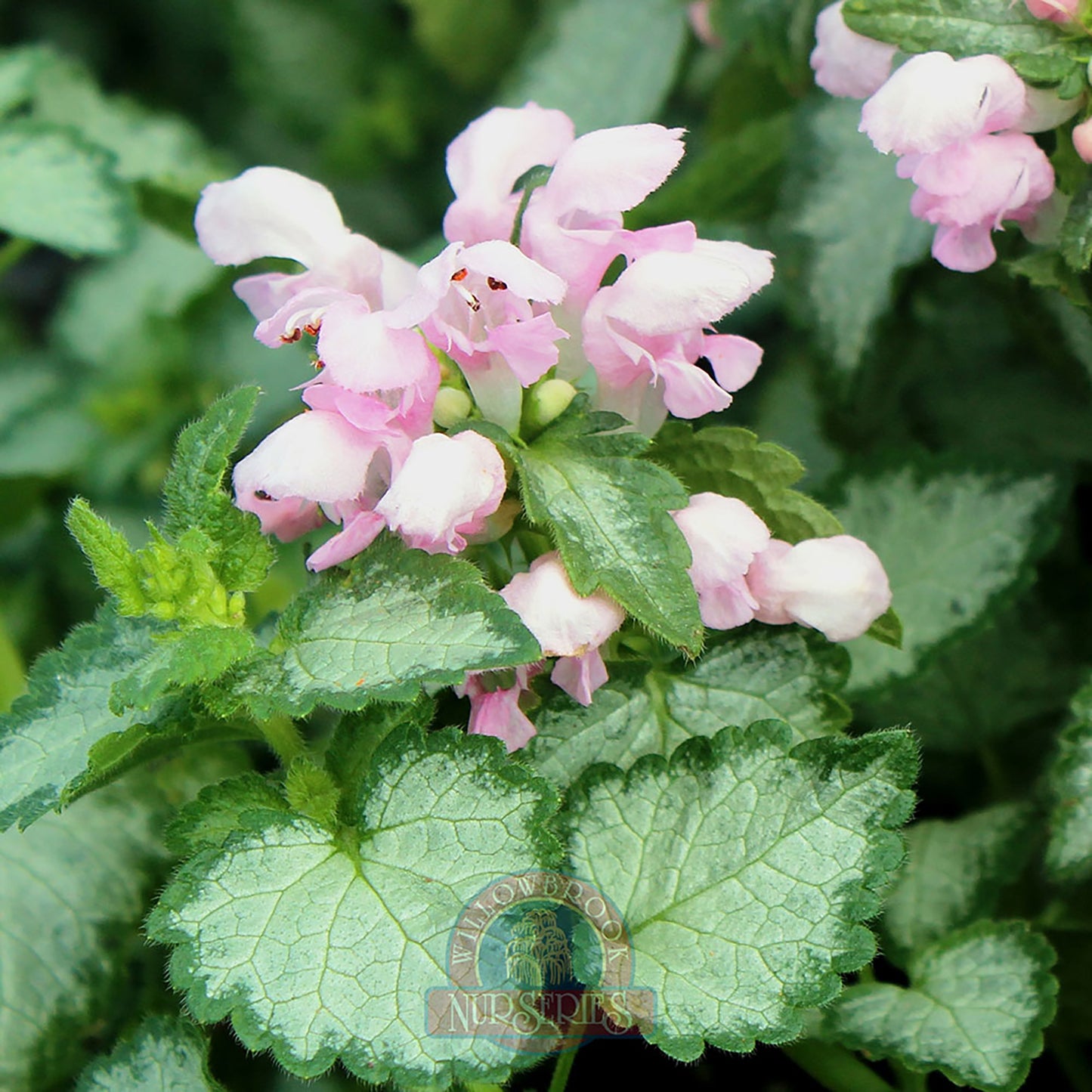 Pink Pewter Spotted Dead Nettle