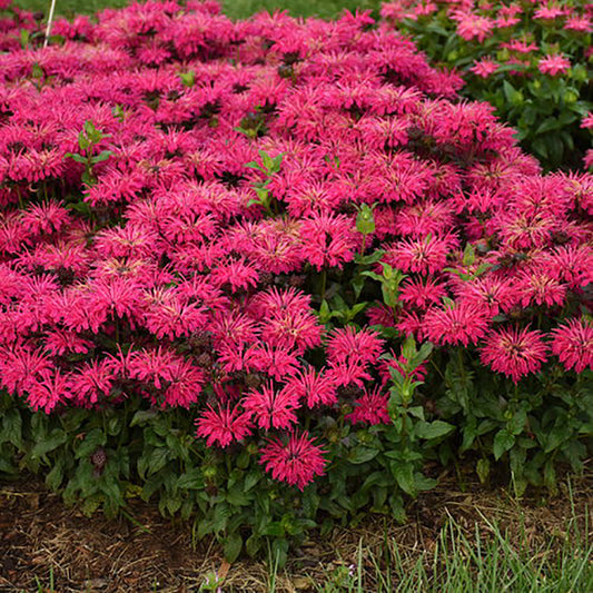 Leading Lady Razzberry Bee Balm 1 Gallon / 1 Plant