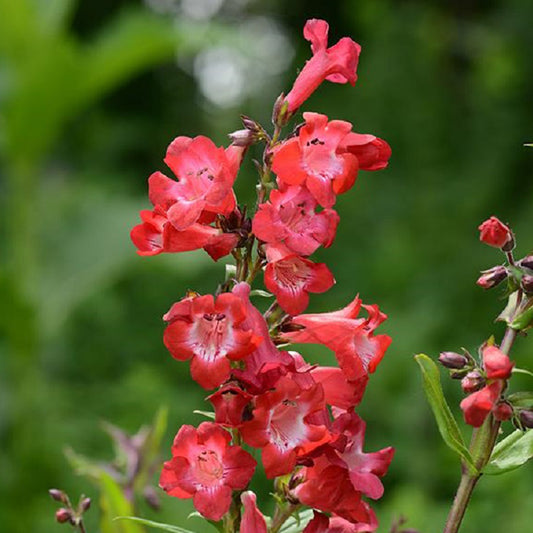 Cherry Sparks Penstemon 1 Gallon / 1 Plant