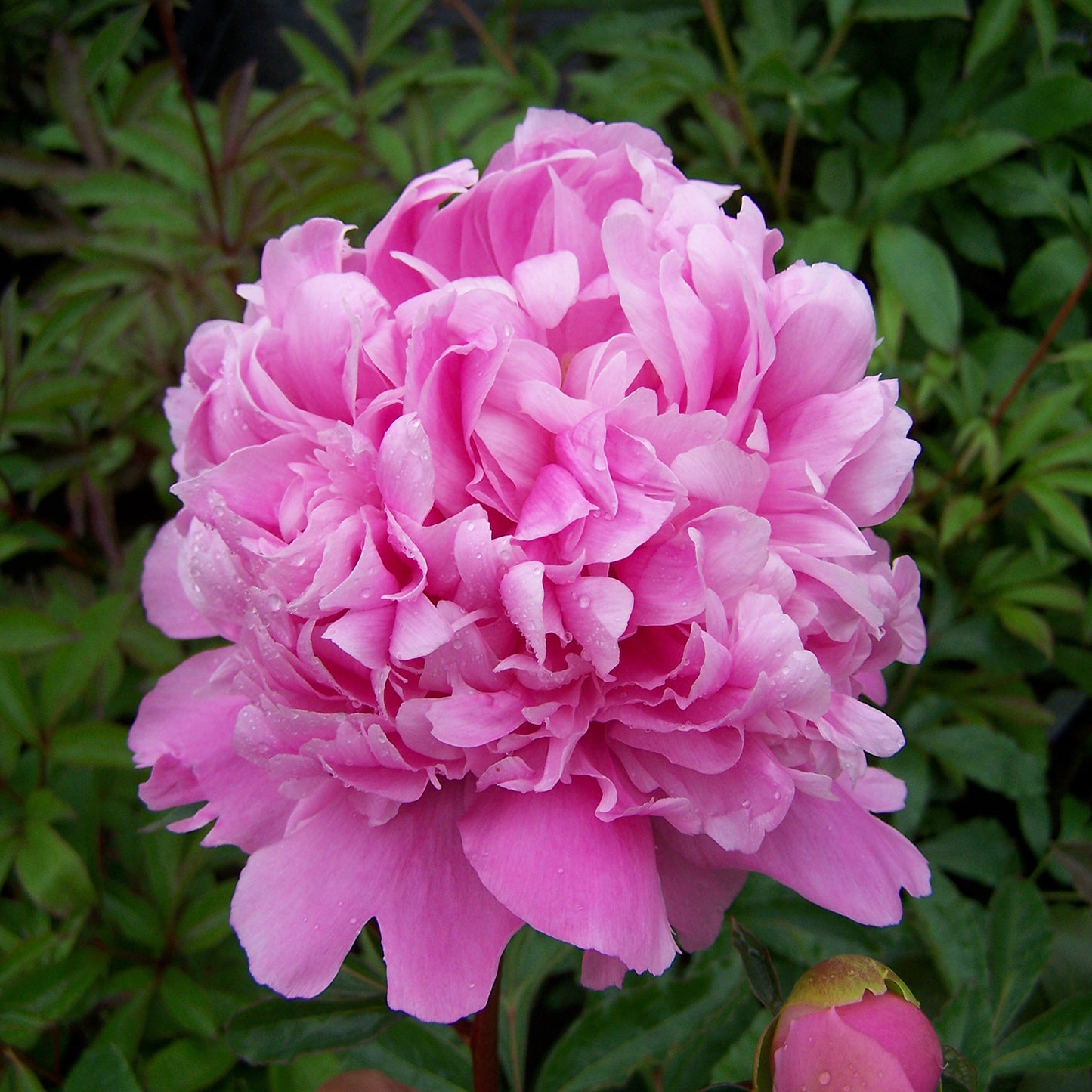 Monsieur Jules Elie Peony 2 Gallon / 1 Plant