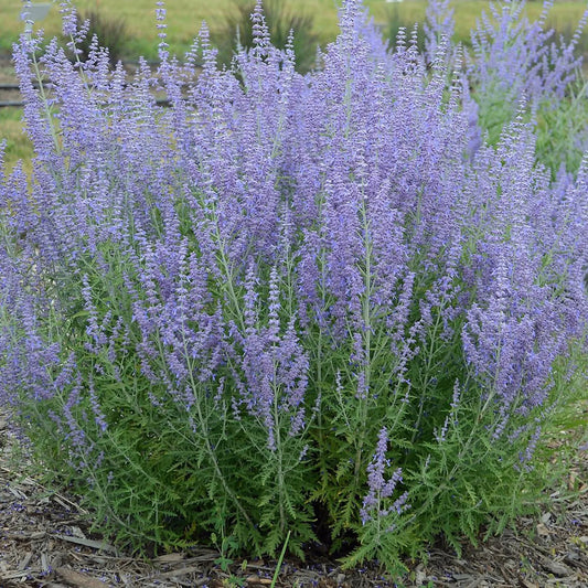 Jelena Russian Sage