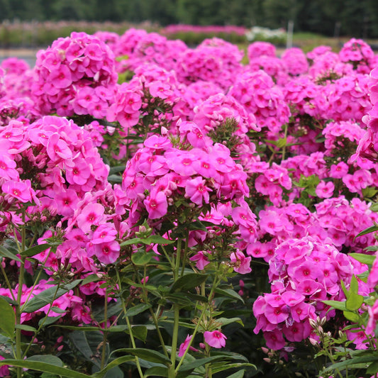 Phlox de jardin magenta à démarrage précoce