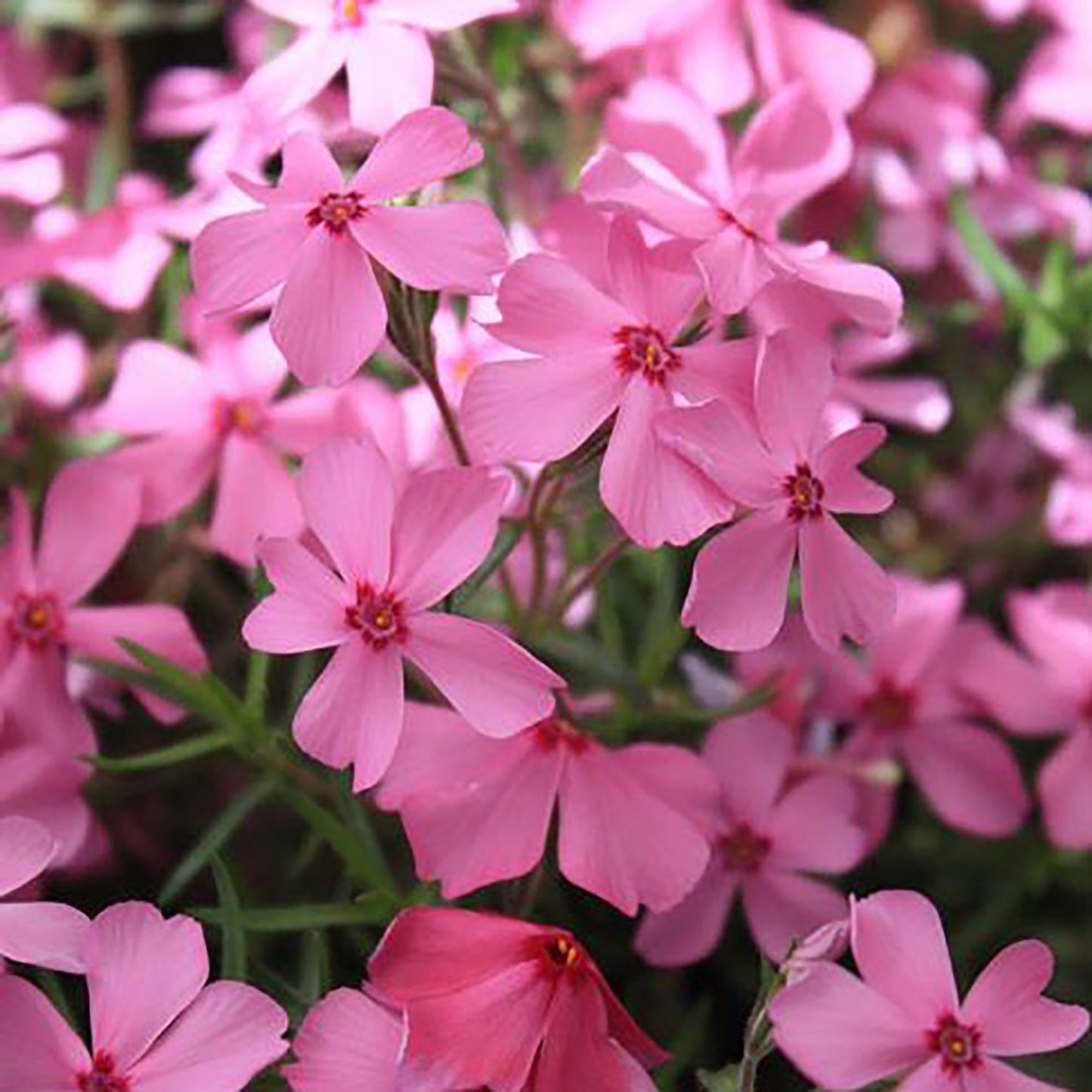 Early Start Pink Improved Garden Phlox