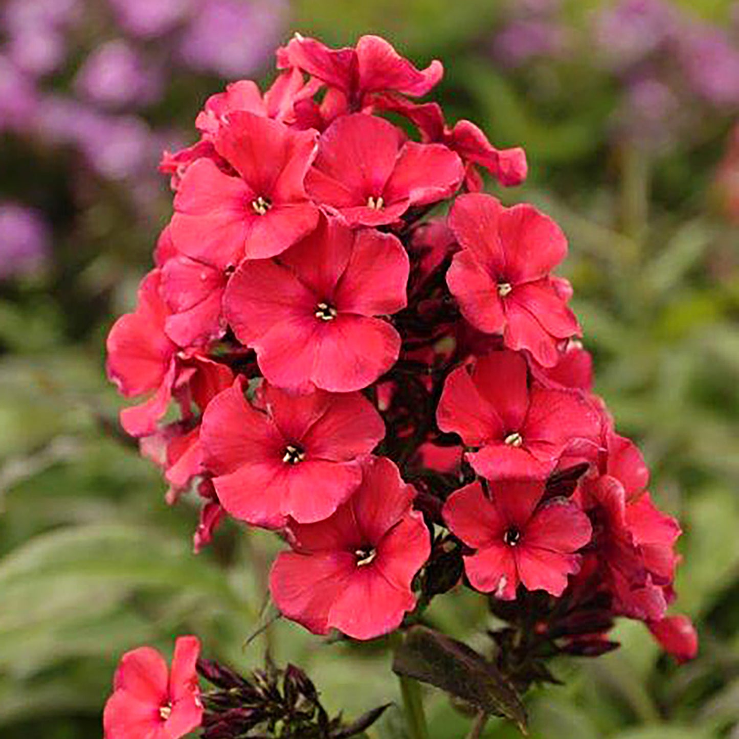 Early Start Red Garden Phlox