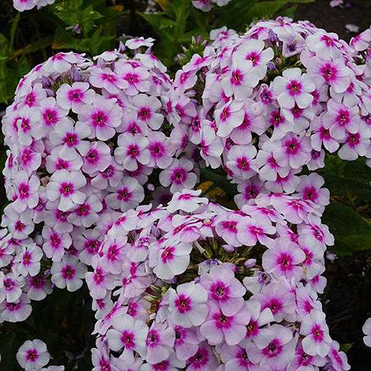 Phlox de jardin bicolore blanc Ka-Pow