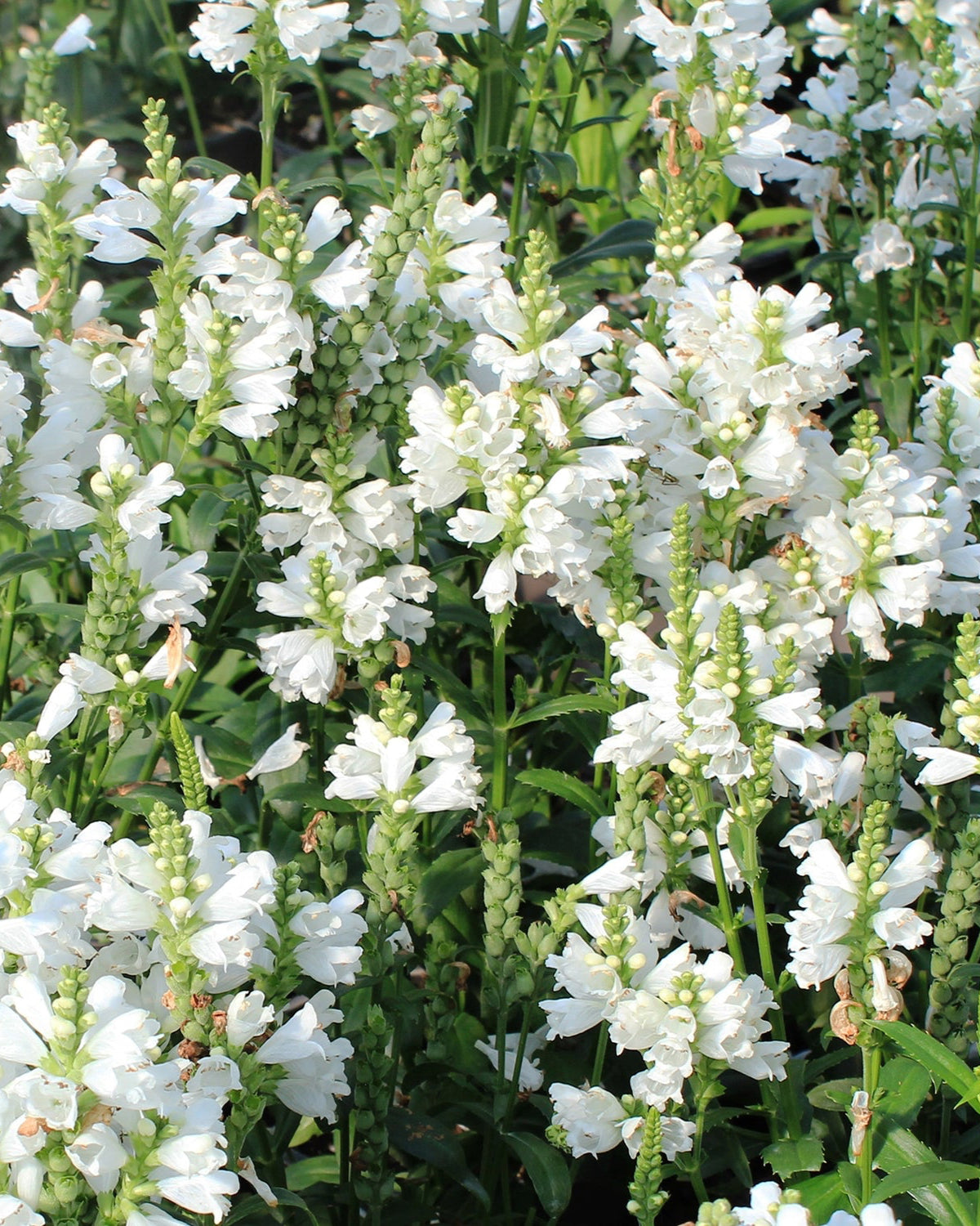 Miss Manners Obedient Plant 1 Gallon / 1 Plant