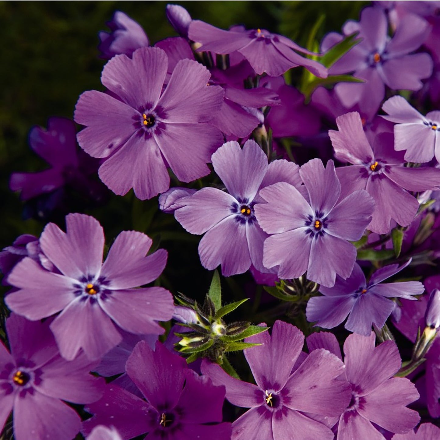 Purple Creeping Phlox 1 Gallon / 1 Plant