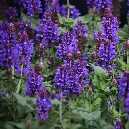 Merveille bleue Sauge des prés